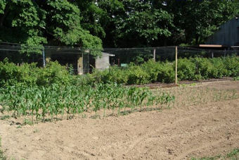 Corn