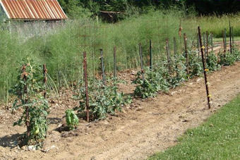 Tomatoes