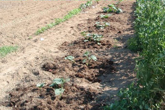 Cukes & Squash